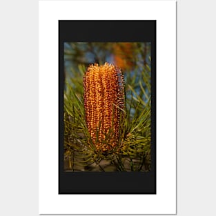 Banksia Spinulosa - Leura NSW Posters and Art